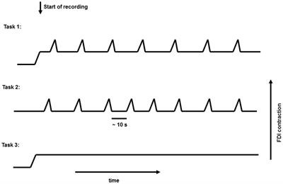Primary Sensorimotor Cortex Drives the Common Cortical Network for Gamma Synchronization in Voluntary <mark class="highlighted">Hand Movements</mark>